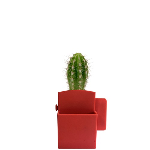 Végétal box plante