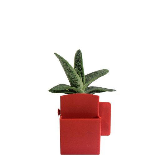 Végétal box plante