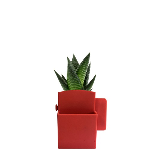 Végétal box plante
