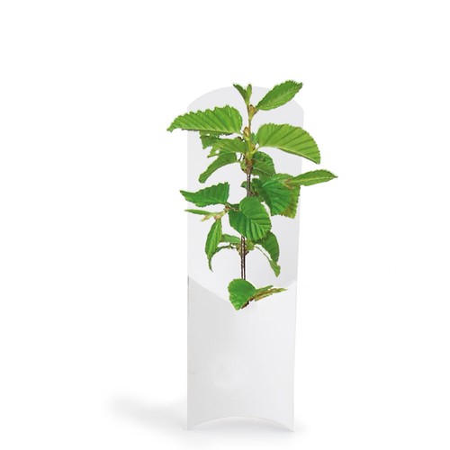 Etui arbre - Feuillus