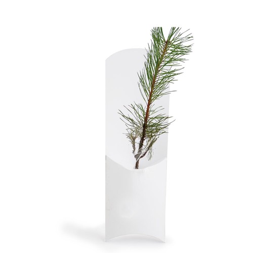 Etui arbre - Résineux