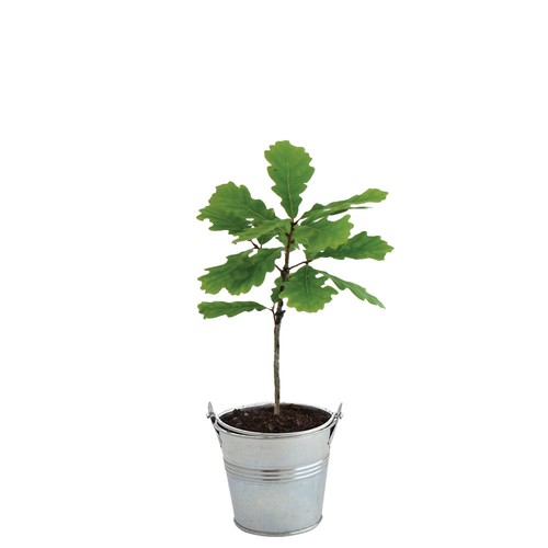 Plant d'arbre pot zinc Ø8 cm- Feuillus