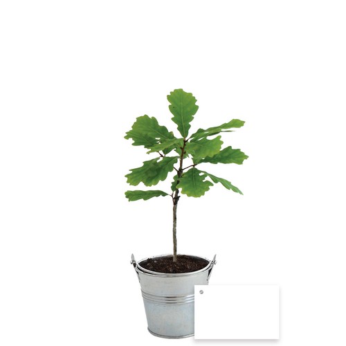Plant d'arbre pot zinc Ø8 cm- Feuillus