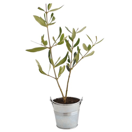 Plant d'arbre pot zinc Ø8 cm - Prestiges