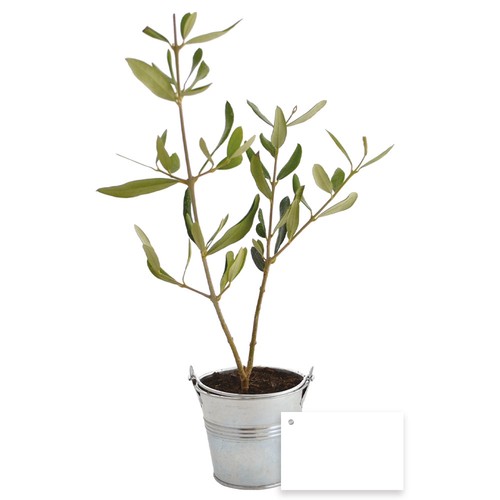 Plant d'arbre pot zinc Ø8 cm - Prestiges