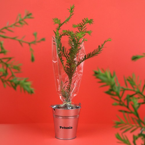 Plant d'arbre pot zinc Ø8 cm - Prestiges