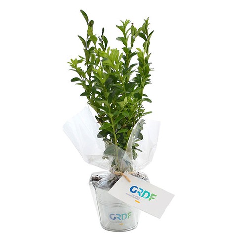 Plant d'arbre pot zinc Ø8 cm - Résineux - 2