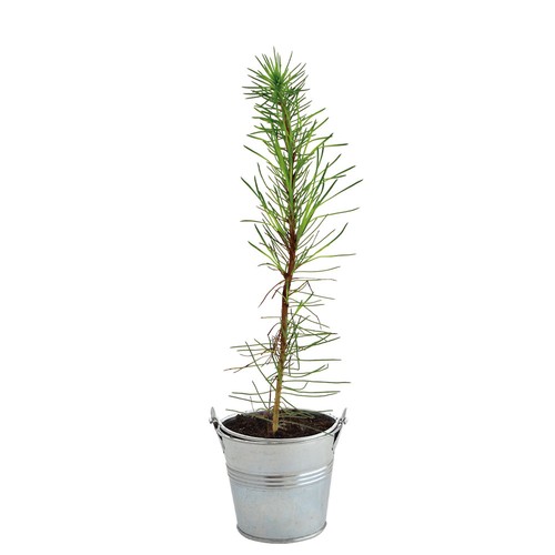 Plant d'arbre pot zinc Ø8 cm - Résineux