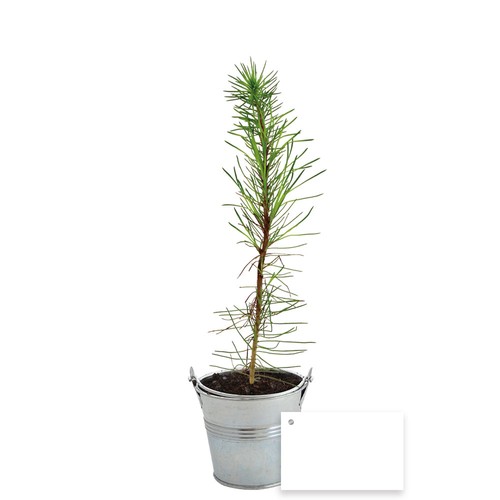 Plant d'arbre pot zinc Ø8 cm - Résineux