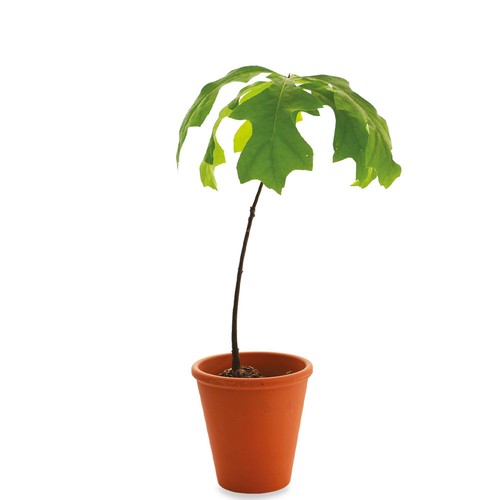 Plant d'arbre pot terre cuite Ø10 cm - Feuillus