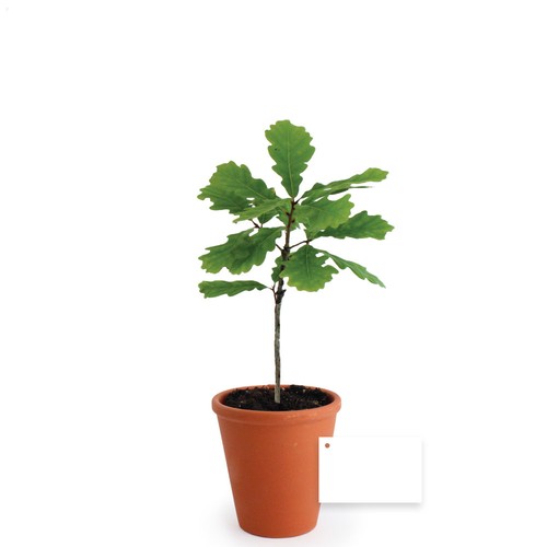 Plant d'arbre pot terre cuite Ø10 cm - Feuillus