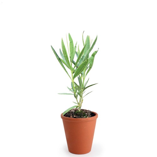 Plant d'arbre pot terre cuite Ø10 cm  - Prestiges