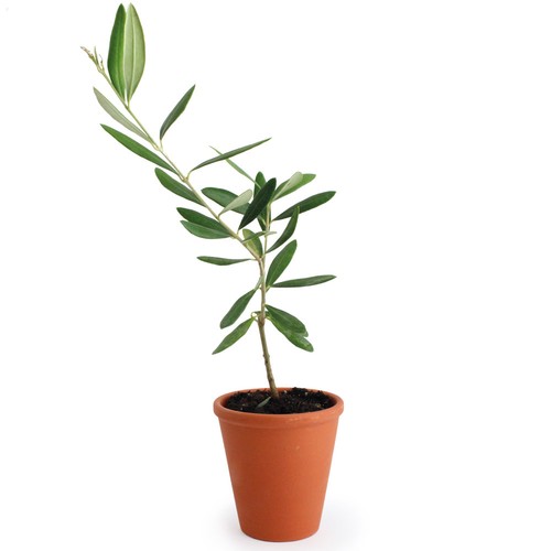 Plant d'arbre pot terre cuite Ø10 cm  - Prestiges