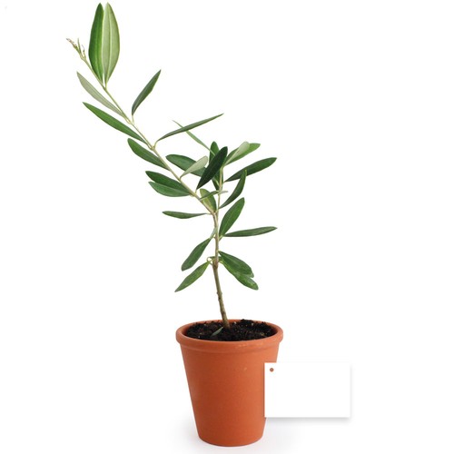 Plant d'arbre pot terre cuite Ø10 cm  - Prestiges