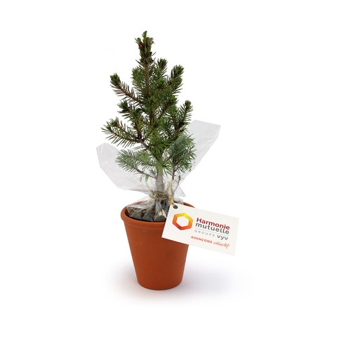 Plant d'arbre pot terre cuite Ø10 cm - Résineux