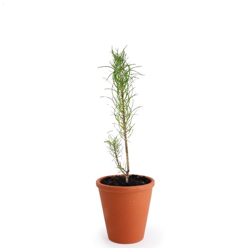 Plant d'arbre pot terre cuite Ø10 cm - Résineux