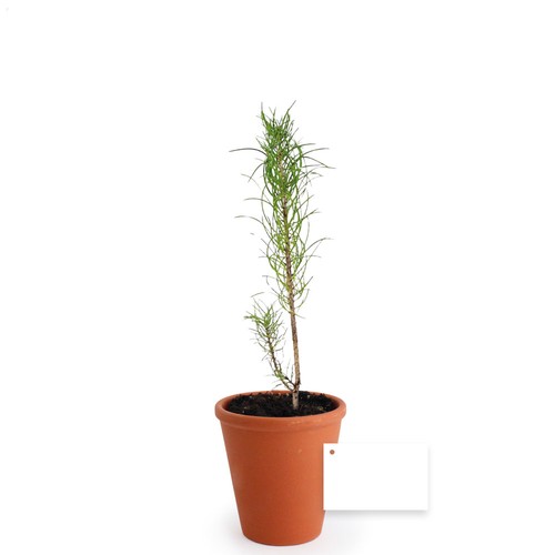 Plant d'arbre pot terre cuite Ø10 cm - Résineux