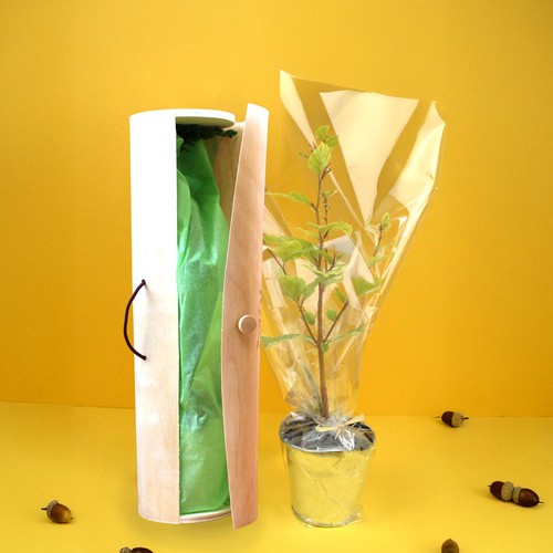 Plant d'arbre sac kraft - Feuillus - 3