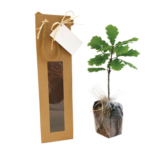 Plant d'arbre sac kraft - Feuillus
