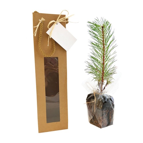 Plant d'arbre sac kraft - Résineux