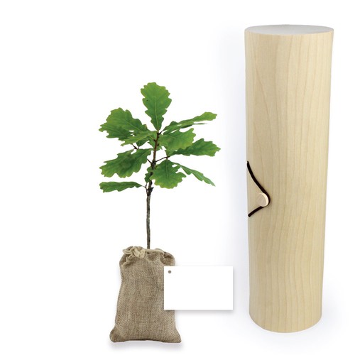 Plant d'arbre tube bois - Feuillus