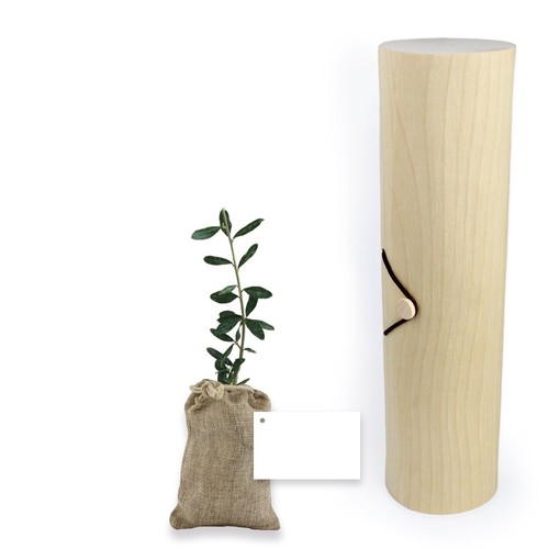 Plant d'arbre tube bois - Prestiges
