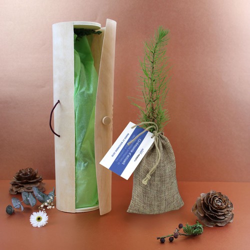 Plant d'arbre tube bois - Résineux