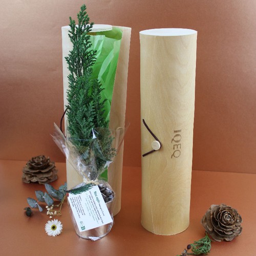 Plant d'arbre tube bois - Résineux