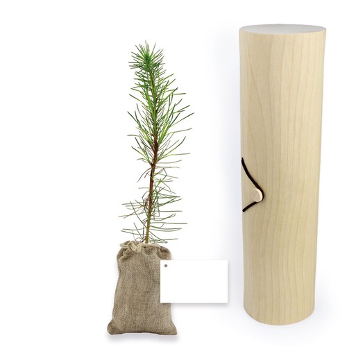 Plant d'arbre tube bois - Résineux