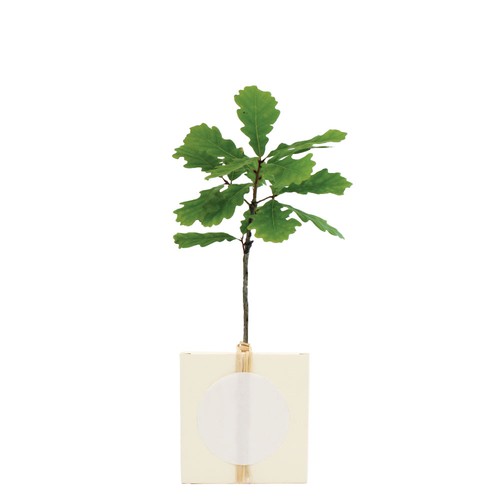 Cube Arbre Feuillus