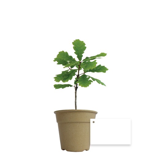 Plant d'arbre pot Bambou Ø10 cm - Feuillus