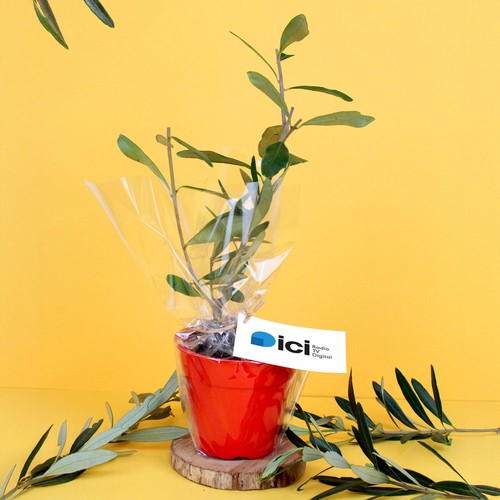 Plant d'arbre pot Bambou Ø10 cm - Prestiges