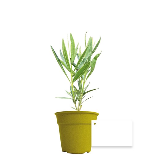 Plant d'arbre pot Bambou Ø10 cm - Prestiges