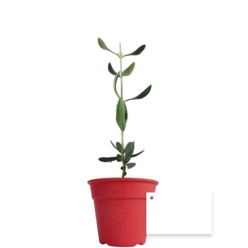 Plant d'arbre pot Bambou Ø10 cm - Prestiges