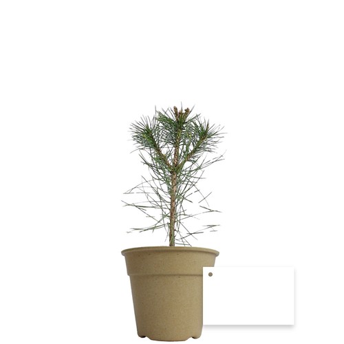 Plant d'arbre pot Bambou Ø10 cm - Résineux