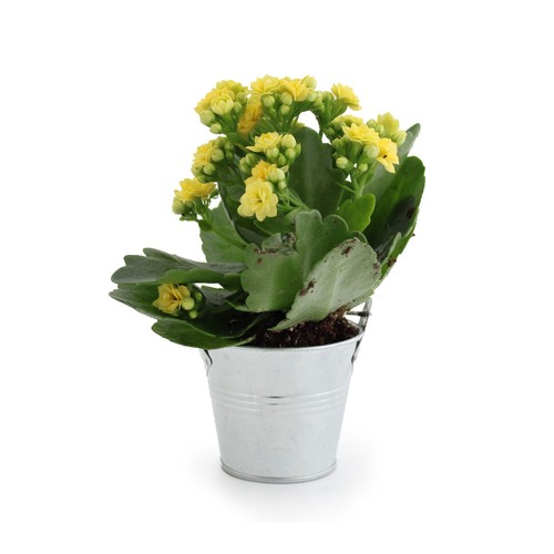 Plante fleurie pot zinc Ø7 cm