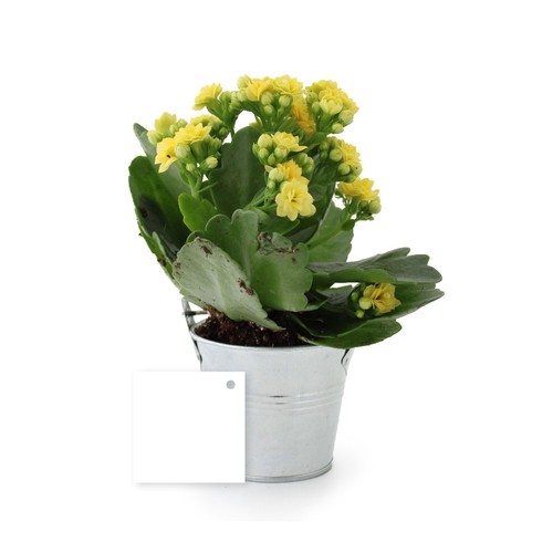 Plante fleurie pot zinc Ø7 cm