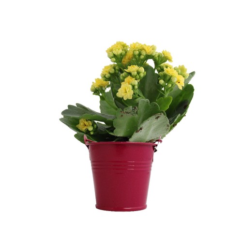 Plante fleurie pot zinc Ø7 cm