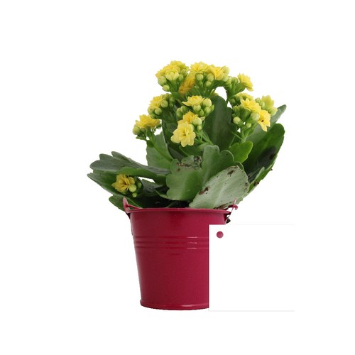Plante fleurie pot zinc Ø7 cm