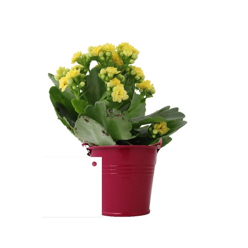 Plante fleurie pot zinc Ø7 cm