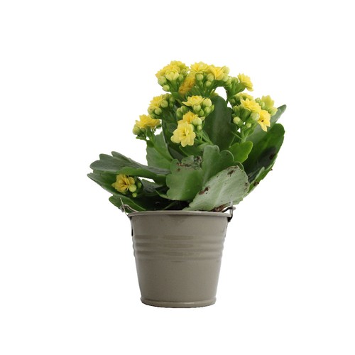 Plante fleurie pot zinc Ø7 cm