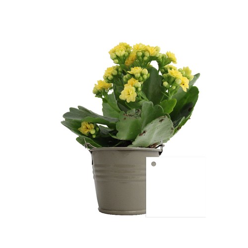 Plante fleurie pot zinc Ø7 cm