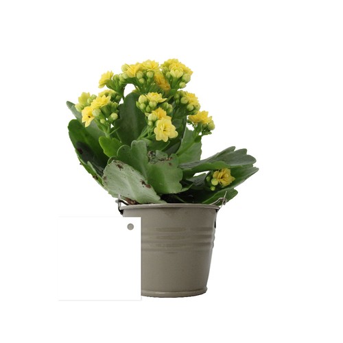 Plante fleurie pot zinc Ø7 cm