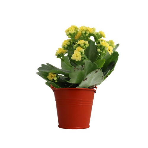 Plante fleurie pot zinc Ø7 cm