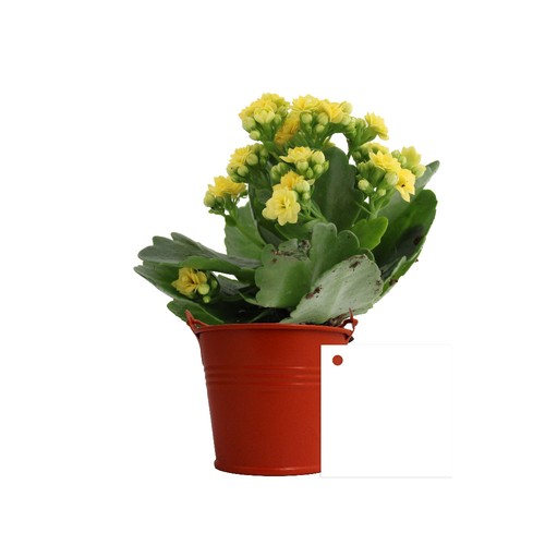 Plante fleurie pot zinc Ø7 cm
