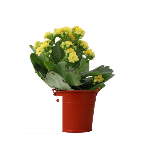 Plante fleurie pot zinc Ø7 cm