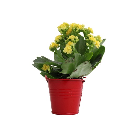 Plante fleurie pot zinc Ø7 cm