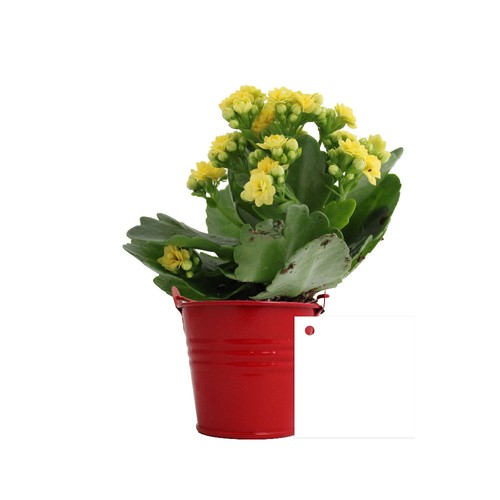 Plante fleurie pot zinc Ø7 cm