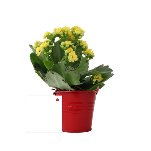 Plante fleurie pot zinc Ø7 cm