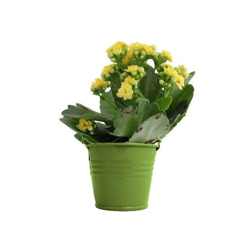 Plante fleurie pot zinc Ø7 cm